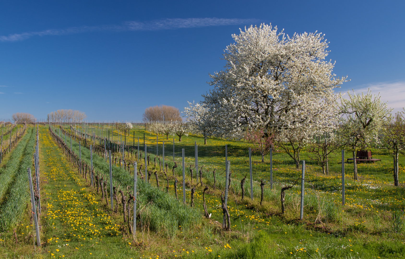 Frühling in den Weinbergen