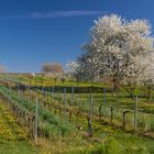 Frühling in den Weinbergen