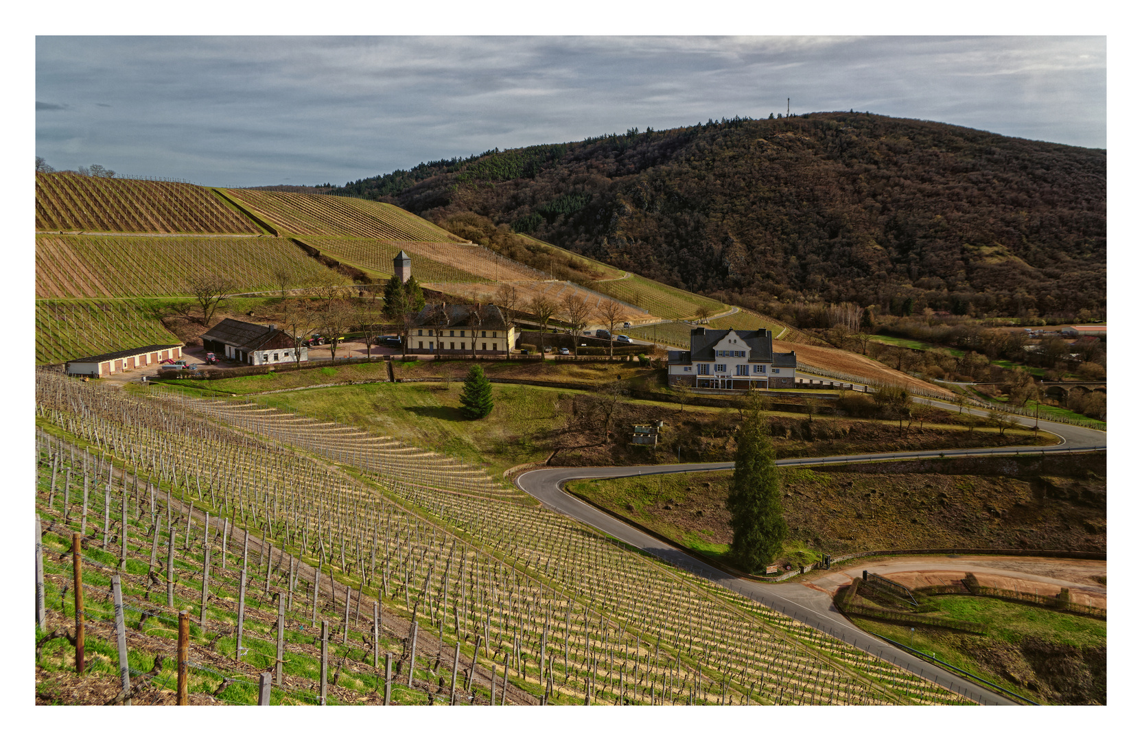 Frühling in den Weinbergen