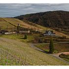 Frühling in den Weinbergen