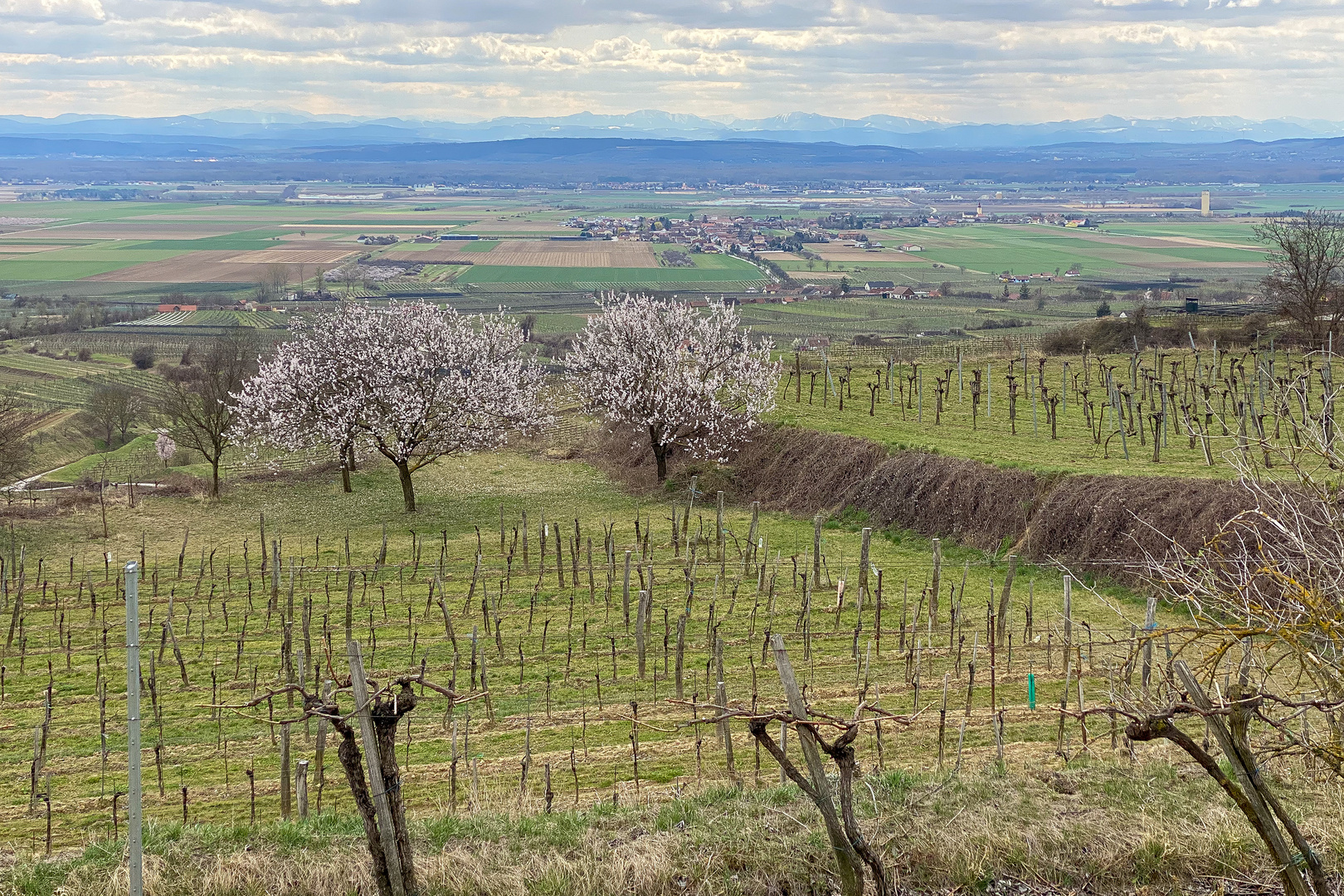 Frühling in den Weinbergen