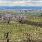 Frühling in den Weinbergen