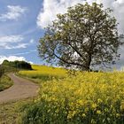 Frühling in den Weinbergen