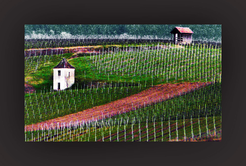 Frühling in den Weinbergen