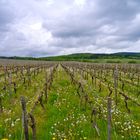 Frühling in den Weinbergen des Rheingau #1