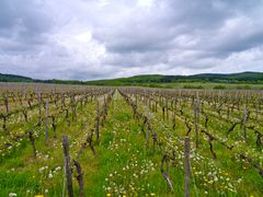 Frühling in den Weinbergen des Rheingau #1