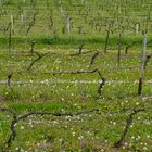 Frühling in den Weinbergen des Rheingau#2