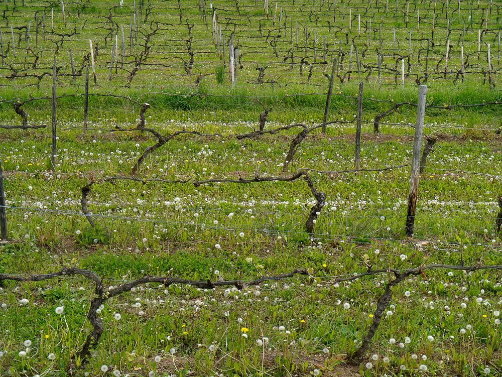 Frühling in den Weinbergen des Rheingau#2