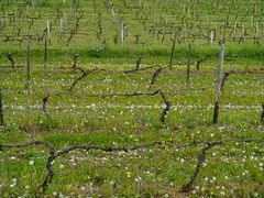 Frühling in den Weinbergen des Rheingau#2