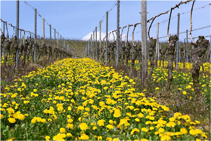 Frühling in den Weinbergen