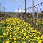 Frühling in den Weinbergen