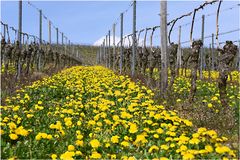 Frühling in den Weinbergen