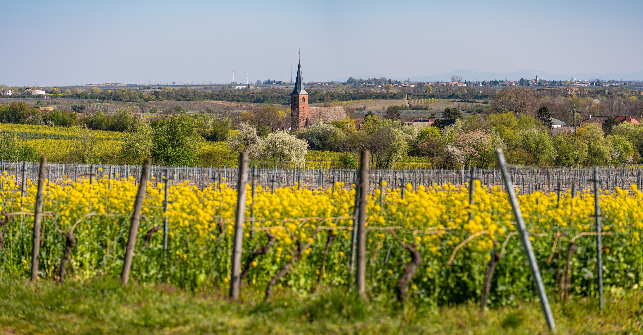 Frühling in den Weinbergen