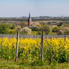 Frühling in den Weinbergen