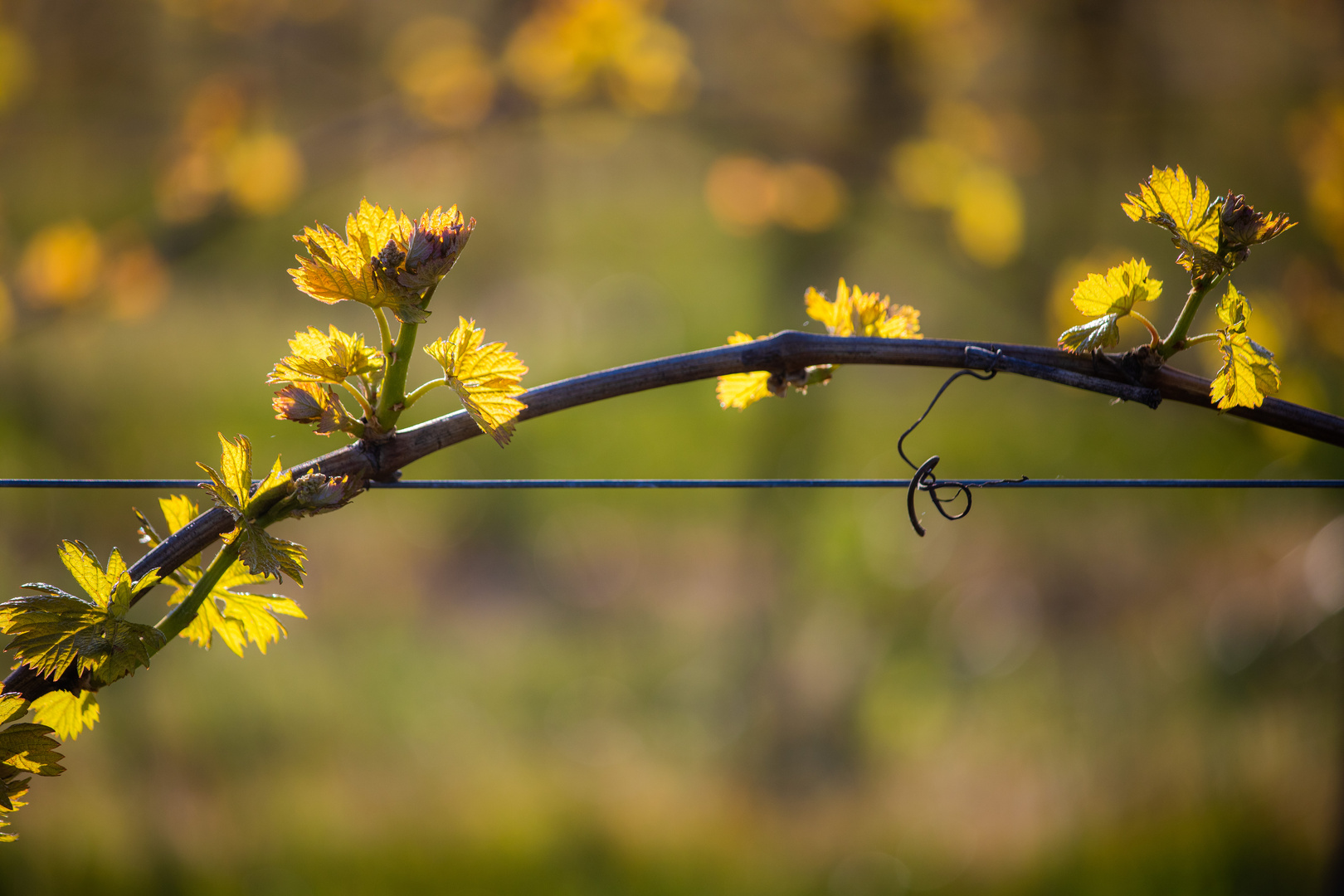 Frühling in den Weinbergen