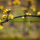 Frühling in den Weinbergen