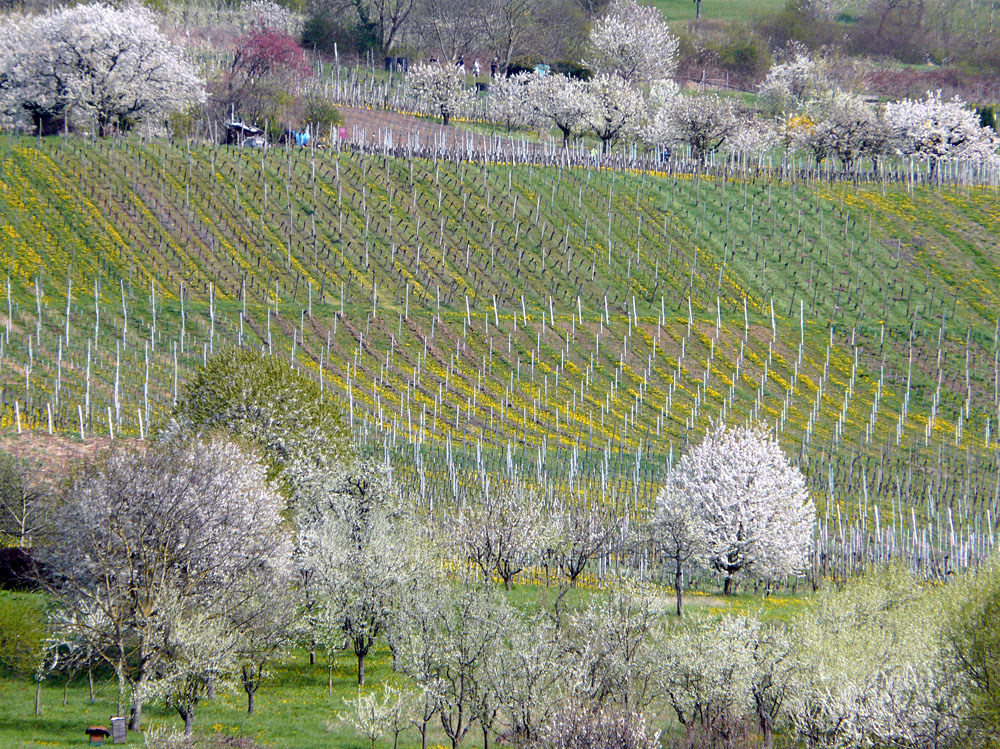 Frühling in den Weinbergen I