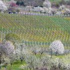 Frühling in den Weinbergen I