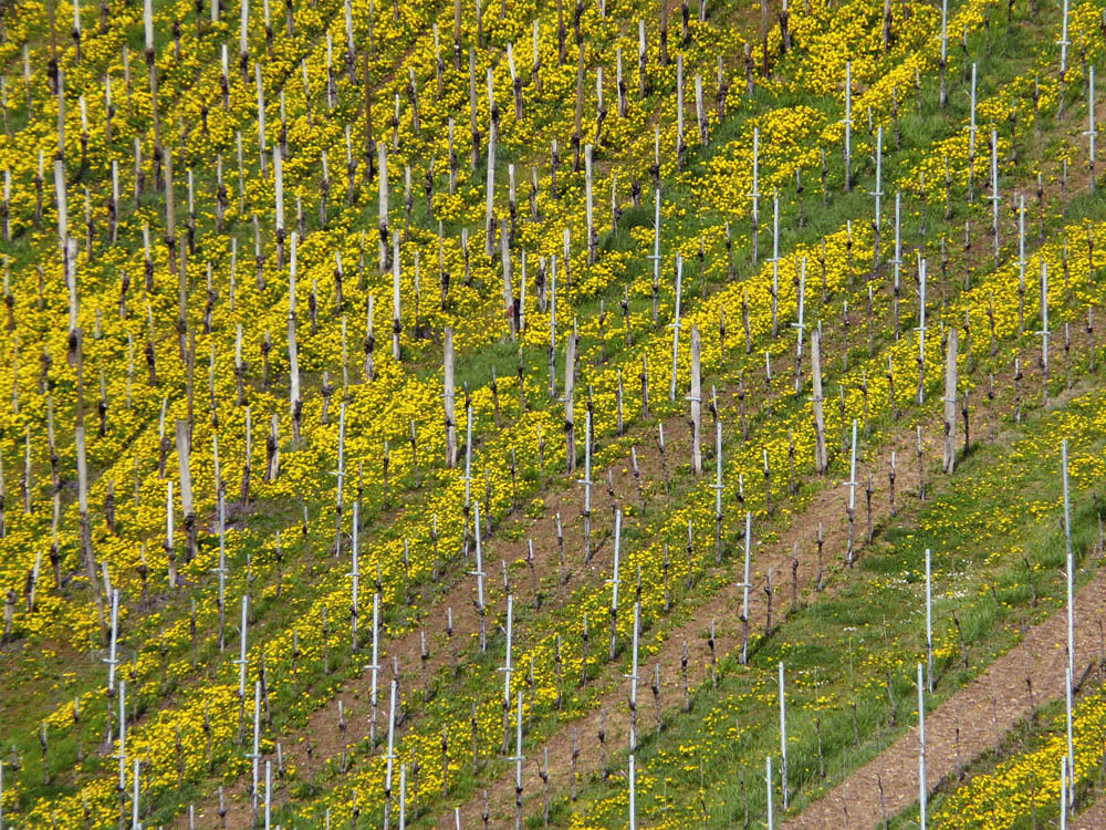 Frühling in den Weinbergen II