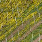 Frühling in den Weinbergen II