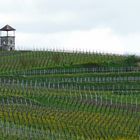 Frühling in den Weinbergen III