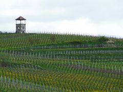 Frühling in den Weinbergen III