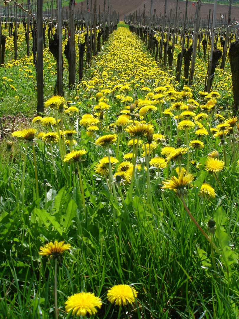 Frühling in den Weinreben