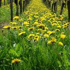 Frühling in den Weinreben