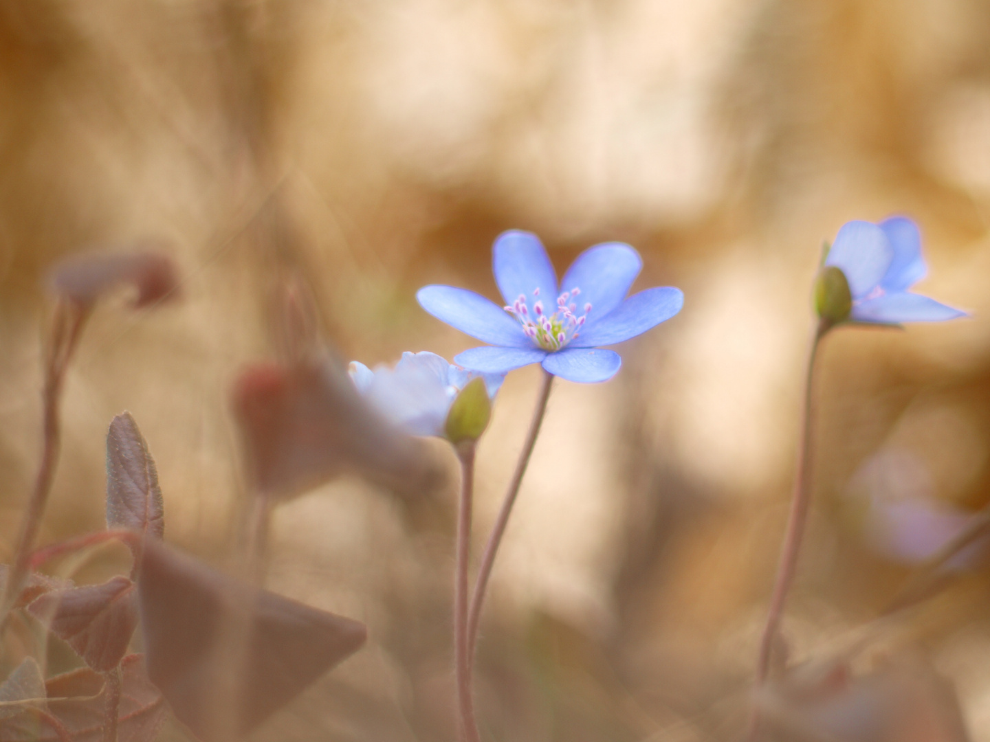 Frühling in den Weißachauen