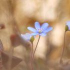 Frühling in den Weißachauen