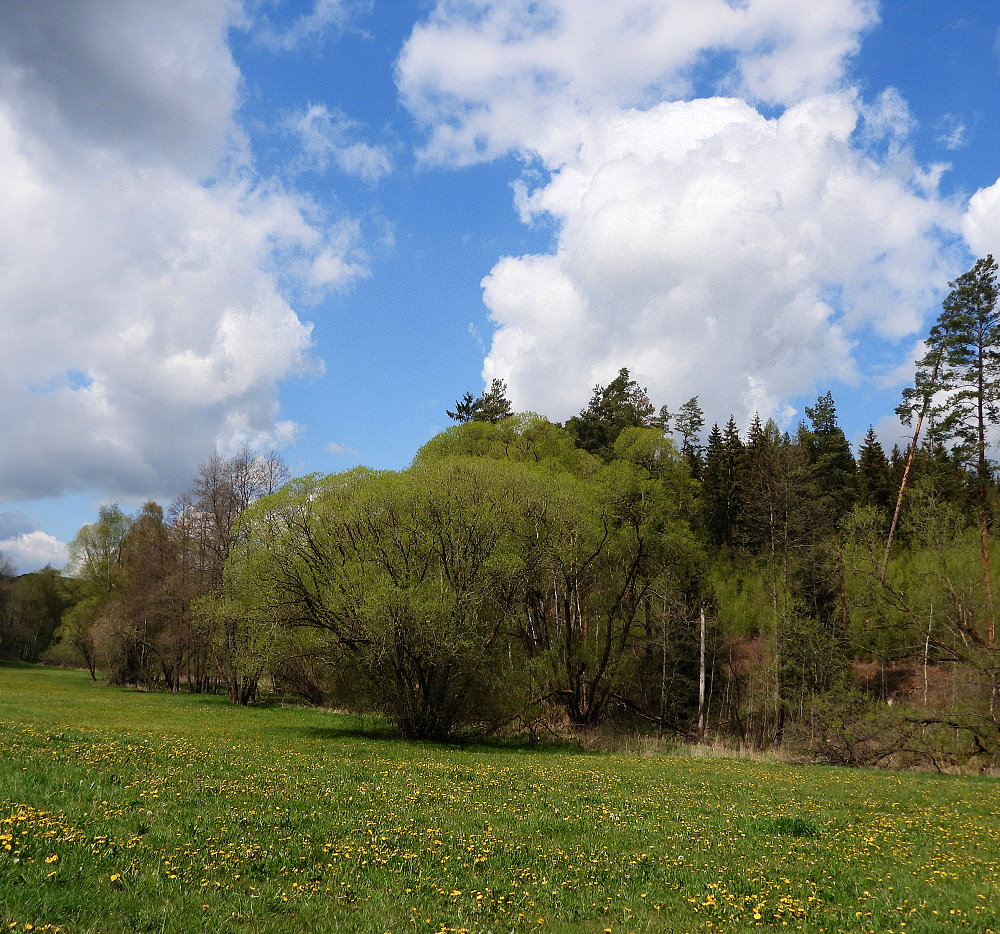 Frühling in den Wetteraauen