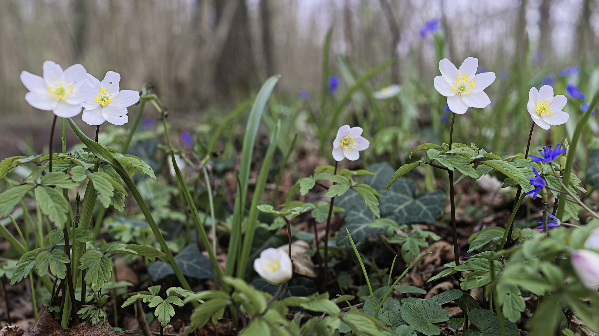 Frühling in den Zeiten von Corona