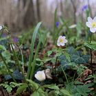 Frühling in den Zeiten von Corona