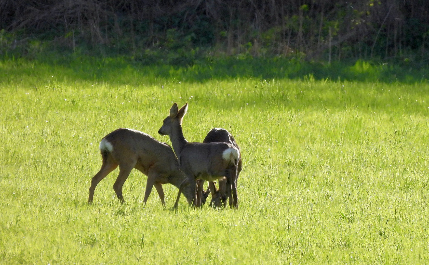 Frühling in der Ahremer Heide (Erftstadt)