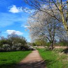 Frühling in der Ahremer Heide (Erftstadt)