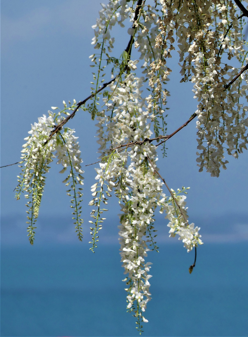 Frühling in der Alameda de Cádiz