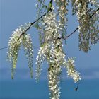 Frühling in der Alameda de Cádiz