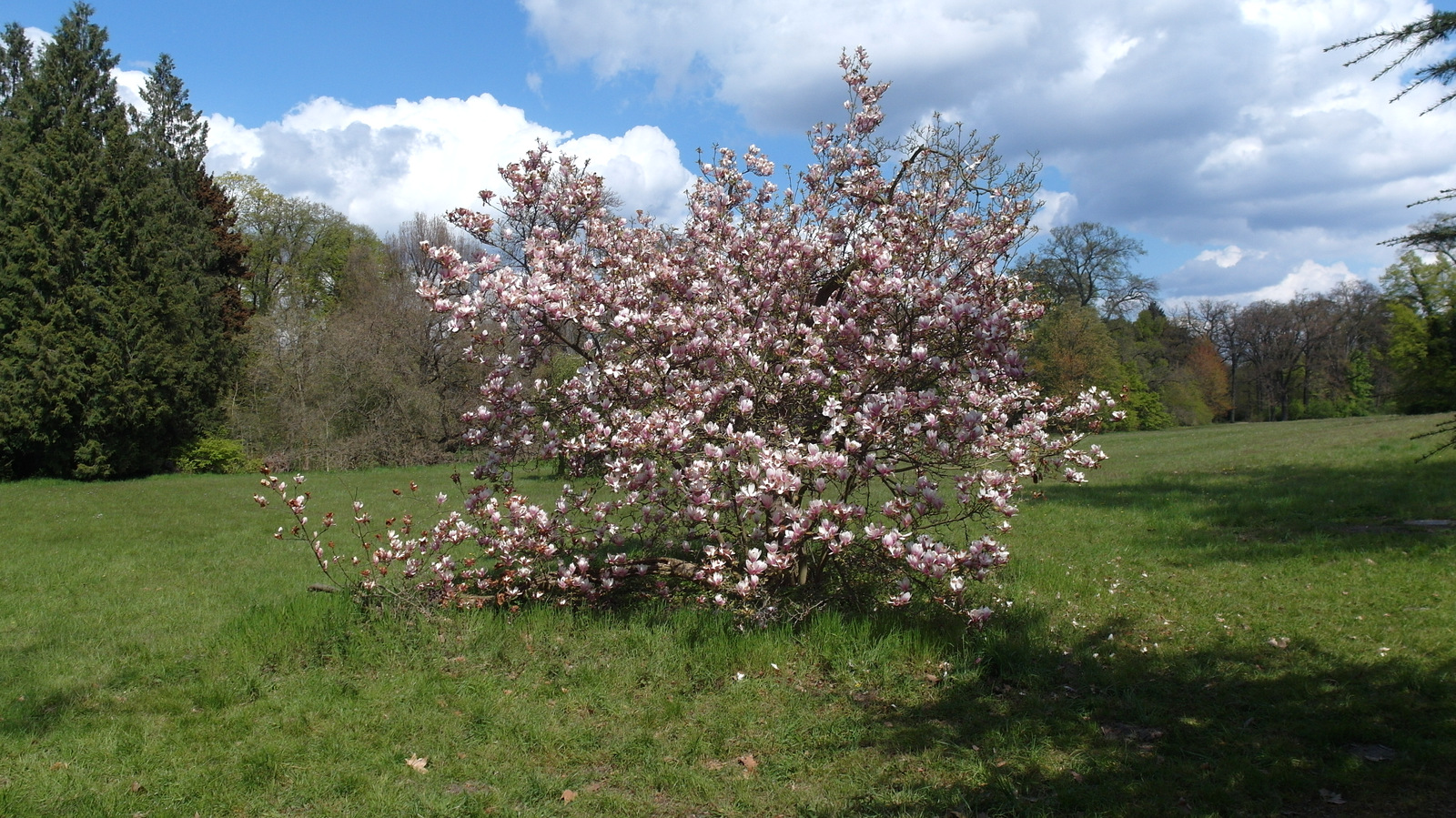 Frühling in der Alexandrowka (Potsdam)