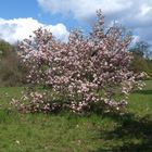 Frühling in der Alexandrowka (Potsdam)