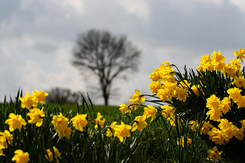 Frühling in der Alsterniederung