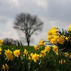 Frühling in der Alsterniederung