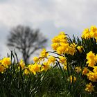 Frühling in der Alsterniederung II