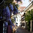 Frühling in der Altstadt