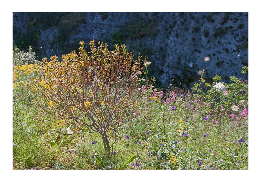 Frühling in der Anapo-Schlucht