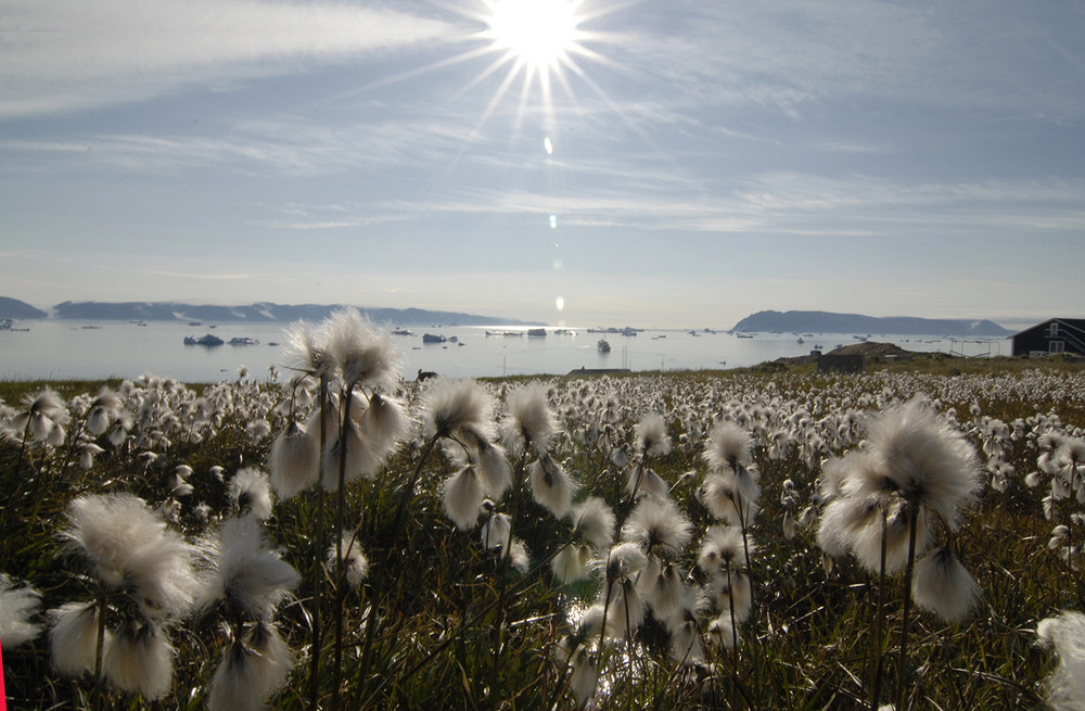 Frühling in der Arktis