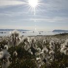 Frühling in der Arktis