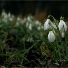 frühling in der au