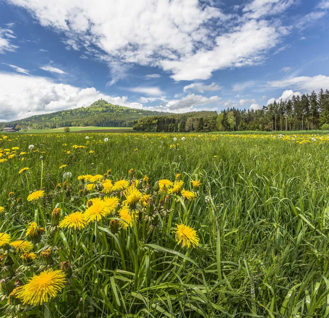 Frühling in der Au