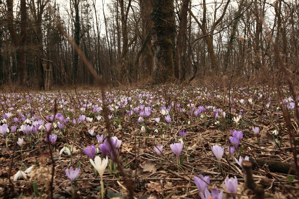 " Frühling in der Au "