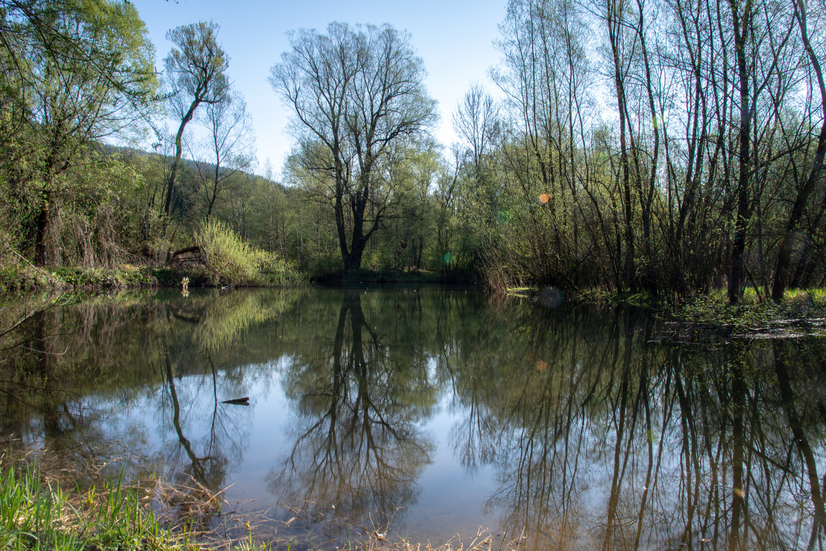 Frühling in der Au